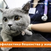 О профилактике бешенства у животных.